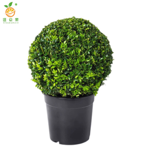 廷豪果 冬青球 冠幅80cm /棵