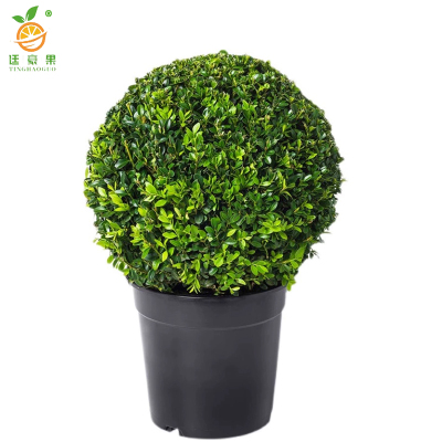 廷豪果 冬青球 冠幅80cm /棵