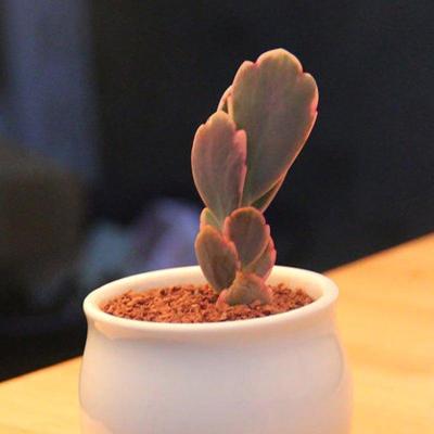 【含盆含土多肉植物瓷盘套装】创意多肉植物组合盆栽蓝石莲吉娃娃黑王子姬秋丽趣味迷你绿植盆栽生活日用园艺用品