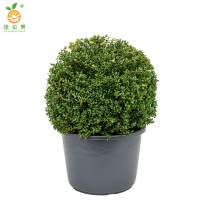 廷豪果 龟甲冬青 冠幅80cm /棵