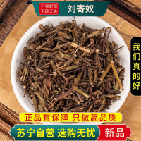 甄选刘寄奴100克干货正品新货金寄奴九里光正品北刘寄奴干货煮水泡茶