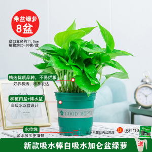 [补贴10%]绿萝盆栽除甲醛净化空内水培花卉绿植新房家用吸甲醛客厅好养