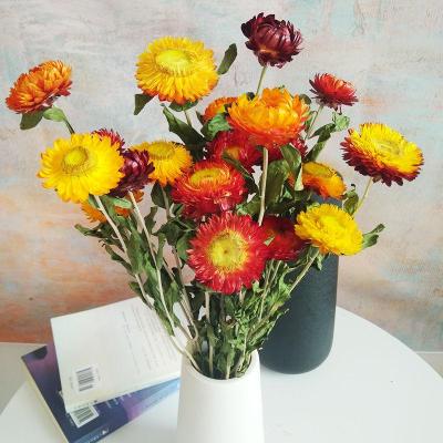 京弗云南干花小雏菊麦秆菊七彩菊干花花束真花装饰插花家居摆设