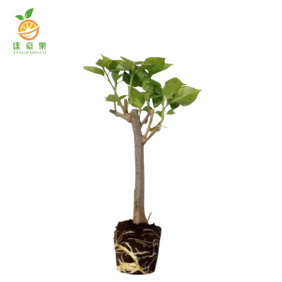 廷豪果 三角梅 1.2m /根