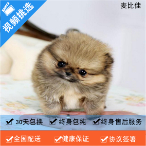 麦比佳 纯种哈多利系球体博美活体宠物 茶杯博美犬 日系俊杰双血统长不大的茶杯狗白色博美犬 赛级博美犬活体狗狗纯种博美犬