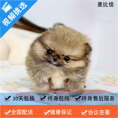 麦比佳 纯种哈多利系球体博美活体宠物 茶杯博美犬 日系俊杰双血统长不大的茶杯狗白色博美犬 赛级博美犬活体狗狗纯种博美犬