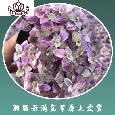 封后胭脂云多肉植物带盆栽好带锦贵货粉红女郎容易爆盆的肉肉满盆胭脂云满盆1盆带盆栽好