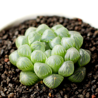 津沽园艺多肉植物姬玉露窗面好新手多肉十二卷多肉植物懒人盆栽绿植办公室绿植冠幅约3-4cm