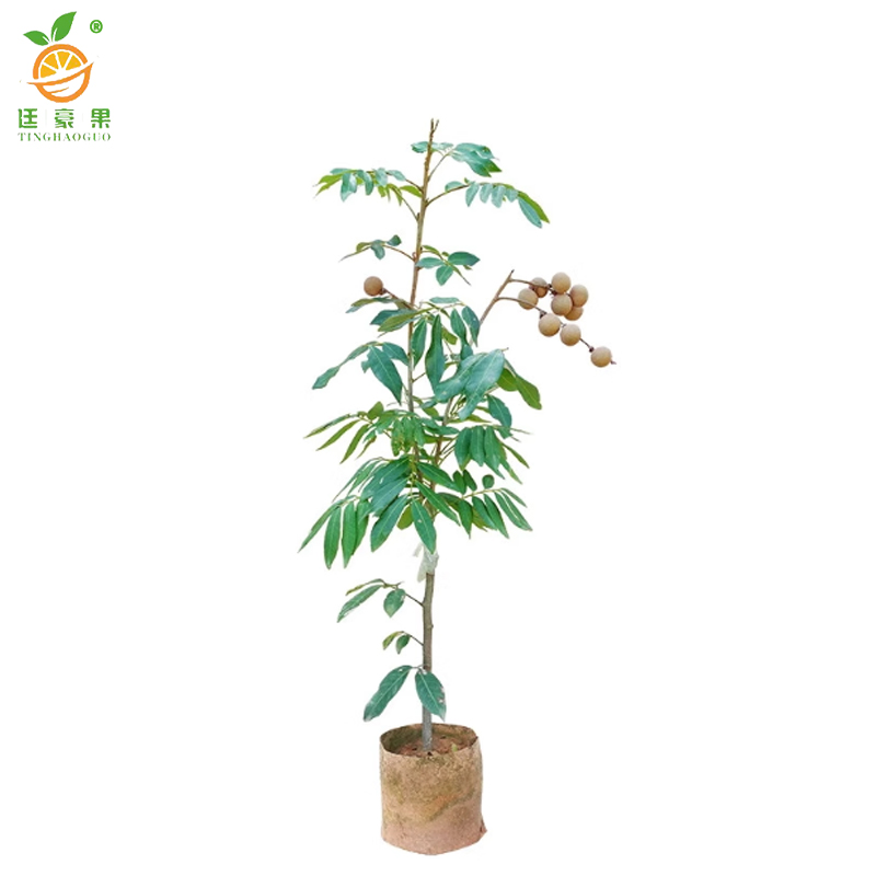 廷豪果 龙眼树 高70-90公分 /棵