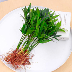 [补贴10%]水培驱蚊竹富贵竹水养植物竹柏室内好养绿植花卉盆栽四季常青客厅