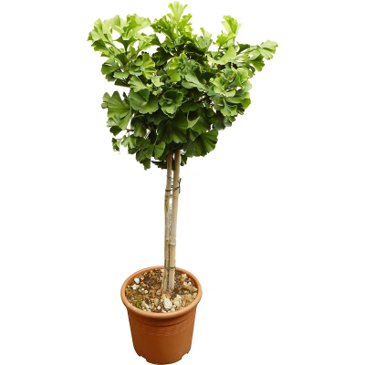 御恒泰 银杏树 9公分 棵