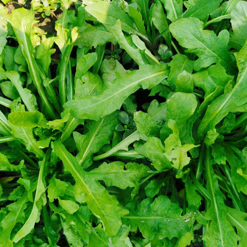 2022苏北农家新鲜蔬菜露天荠菜野菜地菜荠荠菜饺子馅500g