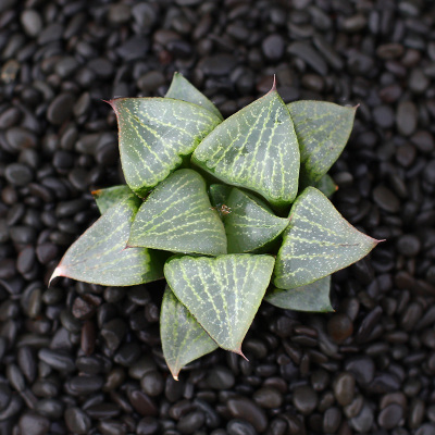多肉植物水晶寿价格 多肉植物水晶寿最新报价 多肉植物水晶寿多少钱 苏宁易购