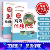 [正版]养鱼书籍技术 大全一本通 草鱼养鱼书 养鱼新技术书高效池塘养鱼+鱼病快速诊断与防治 科学养鱼养殖图谱水产淡水鱼