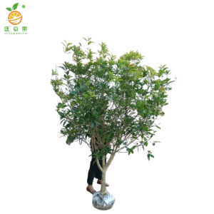 廷豪果 银桂树 6公分 /棵