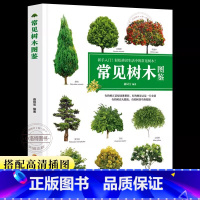 常见树木 [正版]常见树木图鉴 新手入门轻松辨识 大自然植物乔木灌木盆栽盆景园林绿化树木鉴赏识别书籍学生自然百科普全书中
