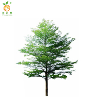 廷豪果 小叶榄仁 高8-10m /棵