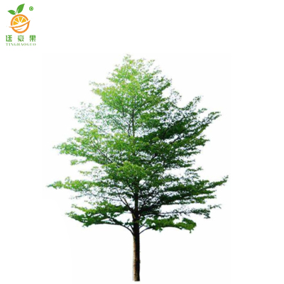 廷豪果 小叶榄仁 高8-10m /棵