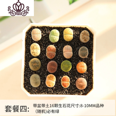 封后多肉植物生石花番杏PP花组合套餐含盆带土PP花屁股花石生花屁屁花16颗带盆土(8-10mm)裸根不带土盆栽
