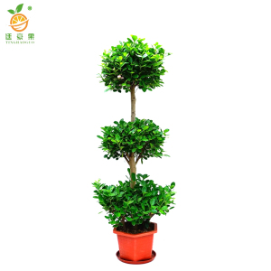 廷豪果 三层榕 1.8-2.0米 /棵