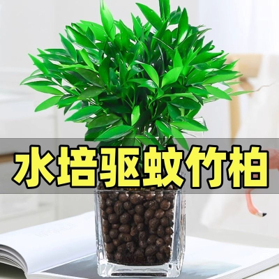 [补贴10%]水培驱蚊竹富贵竹水养植物竹柏室内好养绿植花卉盆栽四季常青客厅