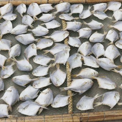 8成干鲳鱼干海鲜干货海鱼银鲳扁平鱼海鲜类海产品腌制咸鱼干鲳鱼干（1斤约25条）1500g