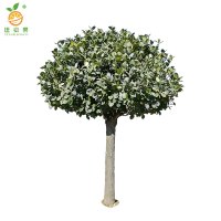 廷豪果 华北卫矛 高80cm 棵