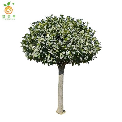 廷豪果 华北卫矛 高80cm 棵