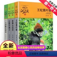 [正版]沈石溪动物小说全集作品全套共4册 王妃黑叶猴 红飘带狮王 雄狮去流浪一只猎雕的遭遇动物小说大王沈石溪品藏书系经