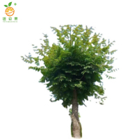 廷豪果 国槐 胸径5-6cm /棵