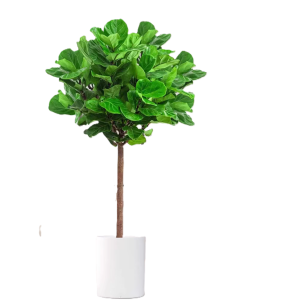 诚智旺 琴叶榕 1.6-1.7m /棵