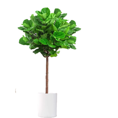 诚智旺 琴叶榕 1.6-1.7m /棵