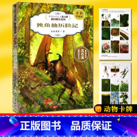 独角仙历险记 [正版]独角仙历险记 全彩升级版 动物小说大王沈石溪精读酷玩系列陈瑾儿童书籍8-12周岁小学生课外阅读书籍