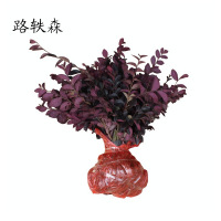 路轶森 红继木 0.8m 根