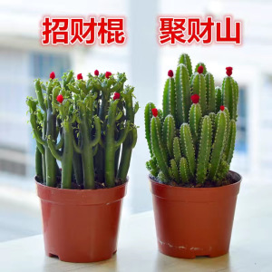 [补贴10%]聚财山多肉植物仙人掌盆栽客厅绿植花卉室内办公室桌面好养吸甲醛