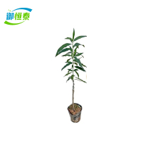 御恒泰 桃树 3年苗 棵