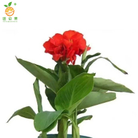 廷豪果 兰焦 5-10cm /棵