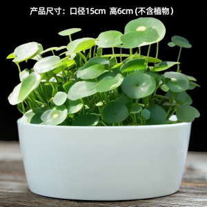 水仙花盆陶瓷大号家用碗莲专用花盆铜钱草一叶莲水培器皿睡莲盆缸
