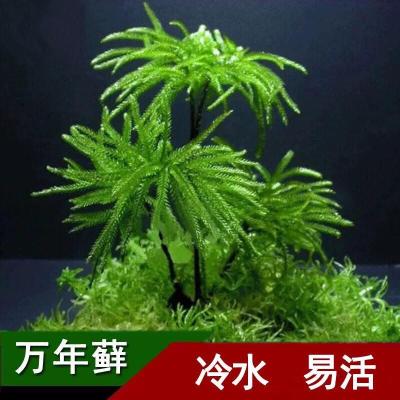 鱼缸苔藓价格 鱼缸苔藓最新报价 鱼缸苔藓多少钱 苏宁易购