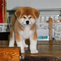 麦比佳秋田犬 纯种秋田犬幼犬中大型秋田犬狗狗活体血统级精品日系秋田日本赛级秋田家庭犬公母视频挑选包健康秋田柴犬