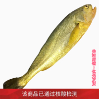 沈志雄船长 东山岛海捕海鲜海捕大黄花鱼小黄鱼蒜瓣肉鲜活速冻 盒装共6-8条共800g