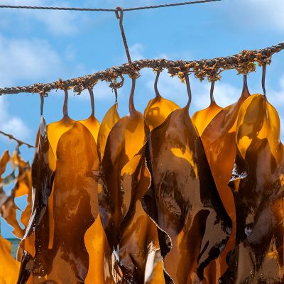 福建海带排行榜