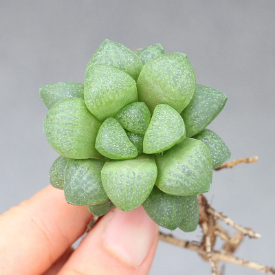 多肉植物水晶寿价格 多肉植物水晶寿最新报价 多肉植物水晶寿多少钱 苏宁易购