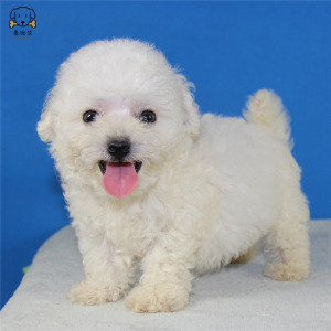 麦比佳宠物 比熊犬 比熊幼犬活体 宠物狗狗法国卷毛比熊狗 双血统精品白色活体比熊 小体玩具型茶杯犬标准型 视频可选