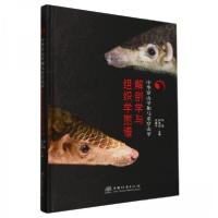 正版新书]中华穿山甲和马来穿山甲解剖学与组织学图谱华彦 编者