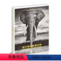 [正版]国外精微素描动物临摹卡明信片学习卡高清16张临摹卡大尺寸文创高清画册集艺术手绘插画文艺复古圣诞节日礼物贺卡出类