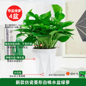 [补贴10%]绿萝盆栽除甲醛净化空内水培花卉绿植新房家用吸甲醛客厅好养