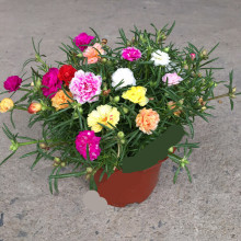 太阳花盆栽图片 太阳花盆栽图片大全 苏宁易购