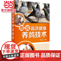 图说高效健康养鸽技术 谭雯 饲料配制鸽场建设鸽场经营管理技术 肉鸽养殖书 品种繁殖营养需求饲料配制常见病诊治养鸽子书