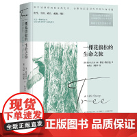 一棵花旗松的生命之旅